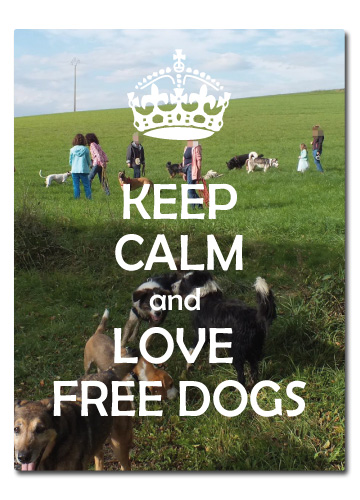 FREE DOGS